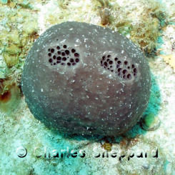 Black-Ball Sponge - Ircinia strobilina - Key Largo, Florida - Photo 2 -  South Florida Reefs